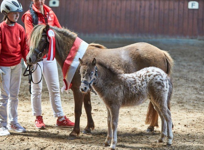 650x480-crop-90-2025alsfeldponystuten0106_beste_stute_deutsches_part_bred_shetland_