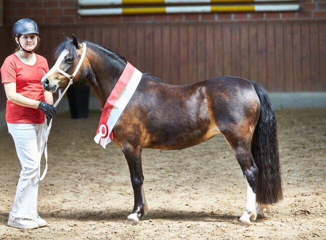 650x480-crop-90-2025alsfeldponystuten0189_welsh_siegerin
