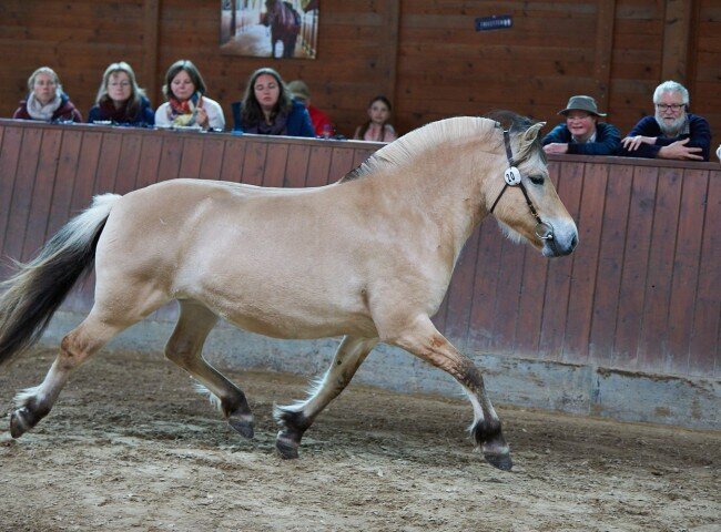 650x480-crop-90-2025alsfeldponystuten0202_fjord