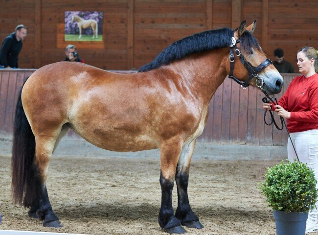 650x480-crop-90-2025alsfeldponystuten0215_cati_vom_hessehof_rheinisch_dt._kaltblut