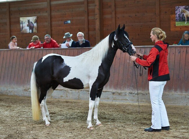650x480-crop-90-2025alsfeldponystuten0239_paso_fino_stute