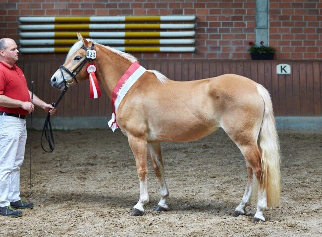 650x480-crop-90-2025alsfeldponystuten0263_siegerstute_edelbluthaflinger_