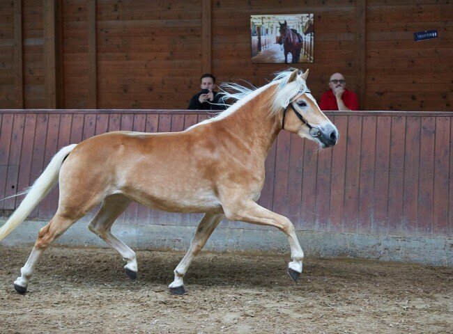 650x480-crop-90-2025alsfeldponystuten0295_siegerstute_haflinger