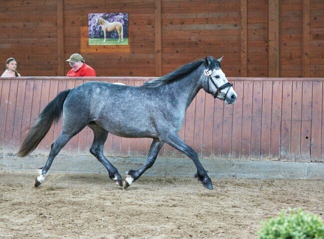 650x480-crop-90-2025alsfeldponystuten0361_siegerstute_conneamara_2025