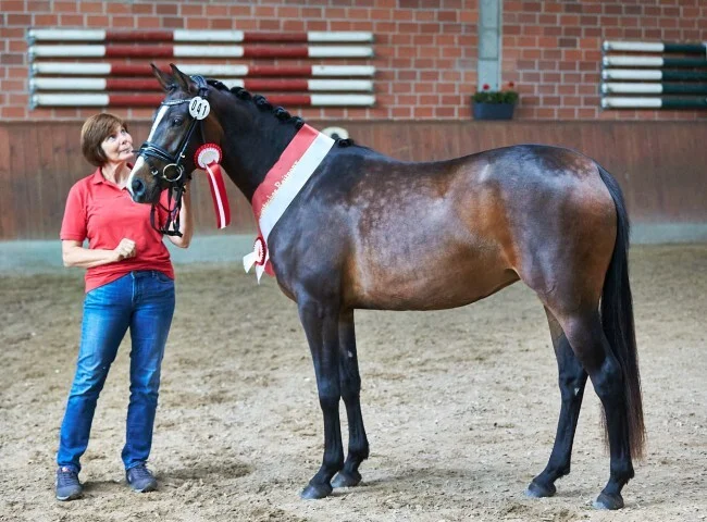 650x480-crop-90-2025alsfeldponystuten_695__siegerstute_deutsches_reitpony_