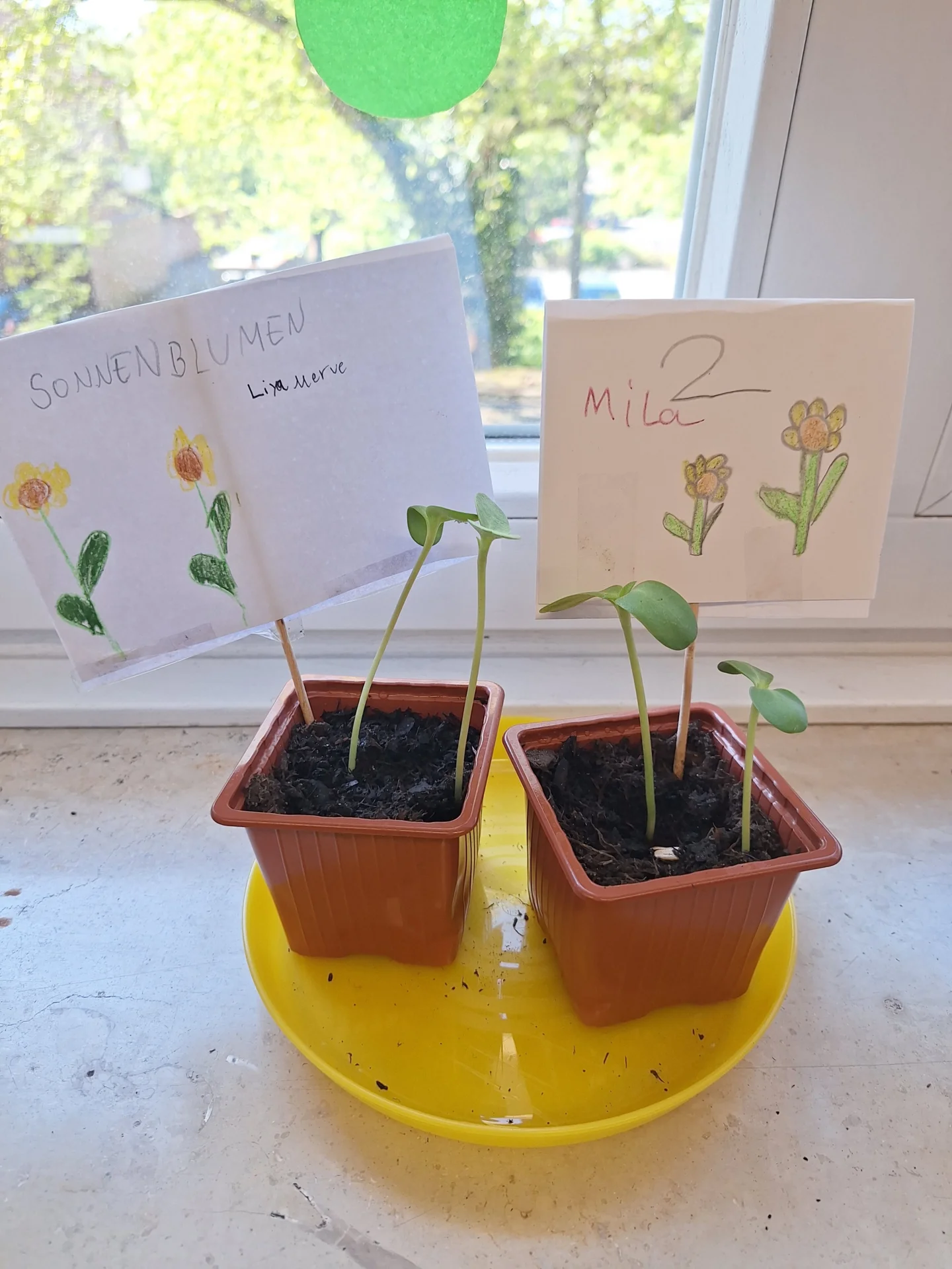 Garten 1