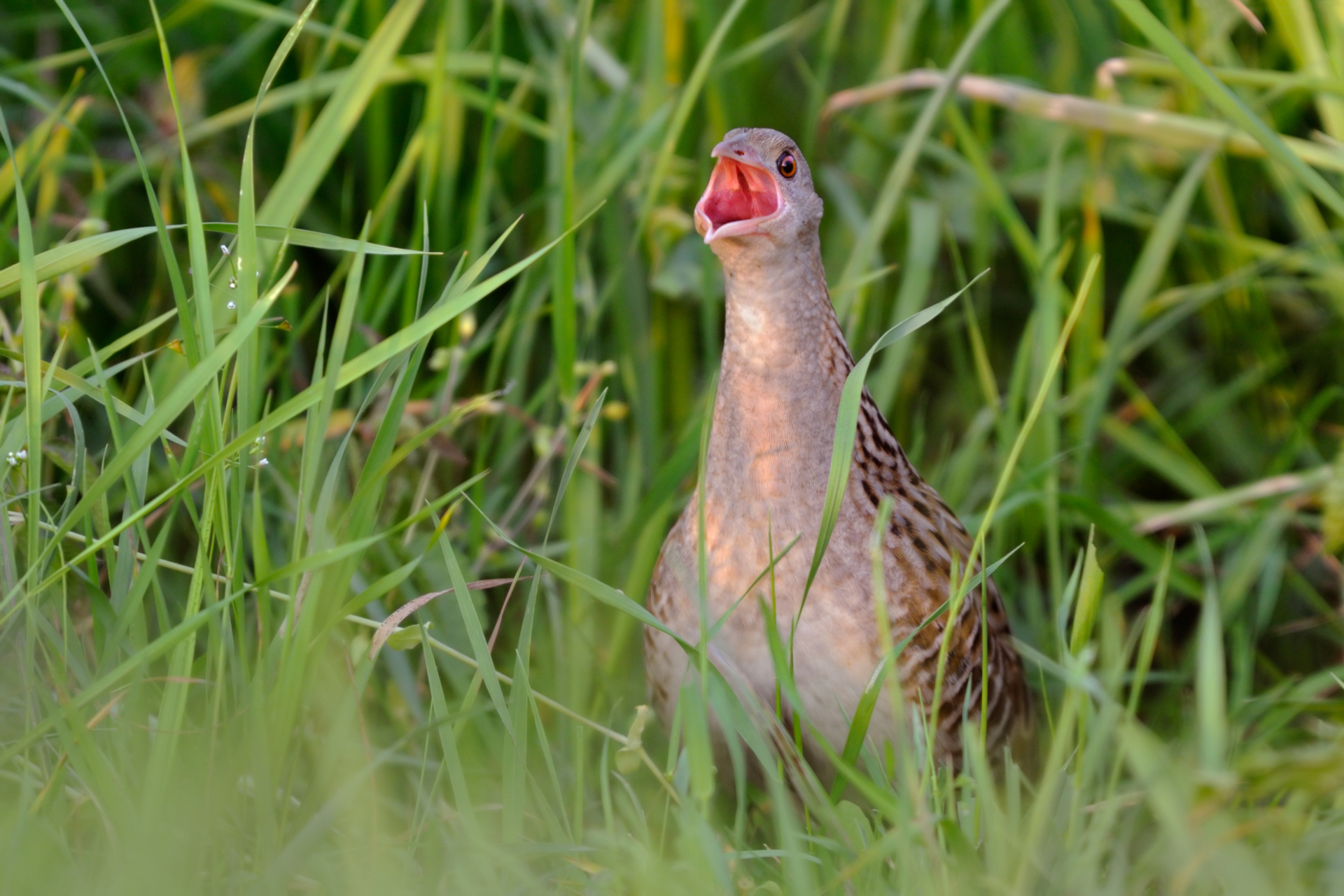 Ein Wachtelkönig (crex crex) rufend in einer Wiese (Foto: Sebastian Hennigs)