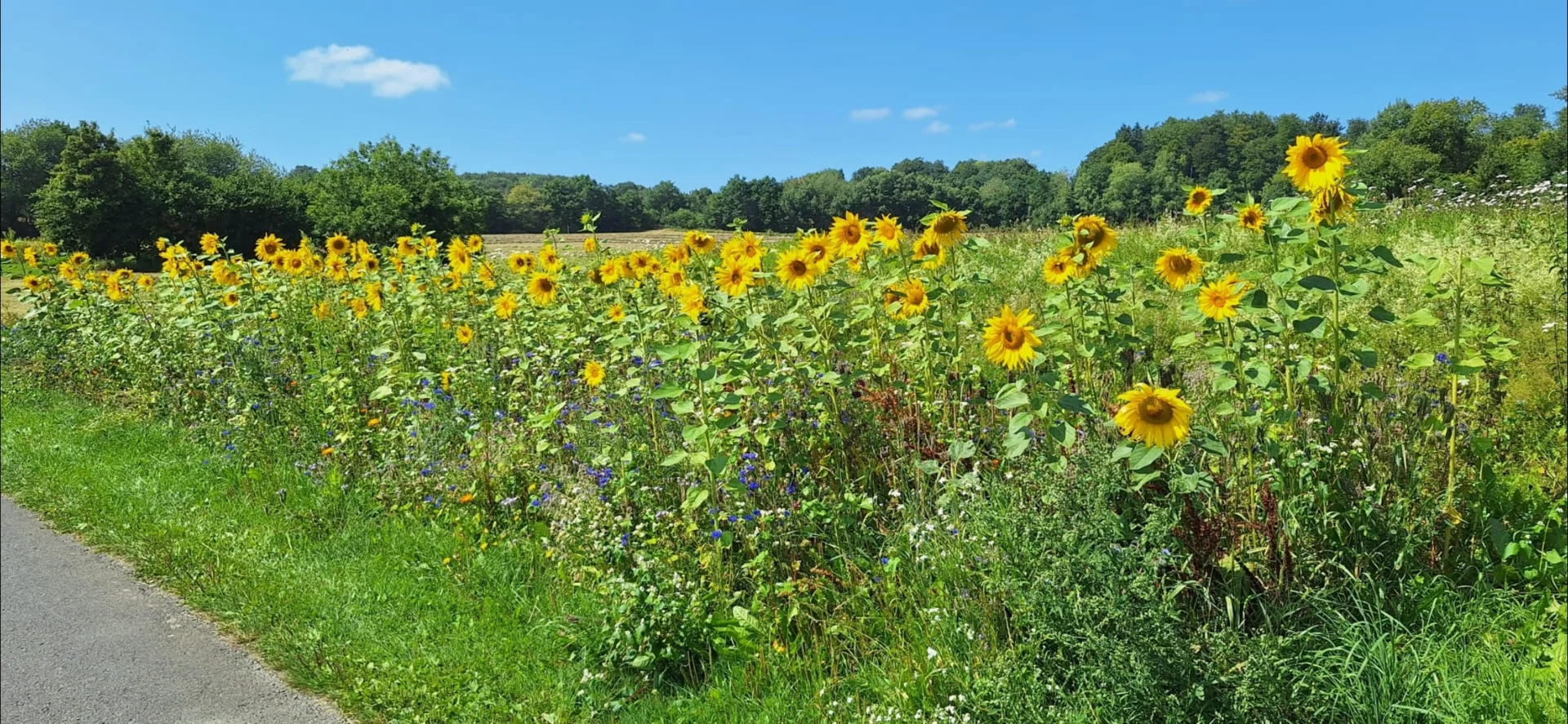 Blühstreifen