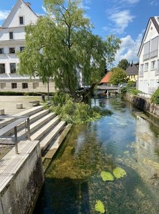csm_Trauerweide_Schlossplatz_6780955044