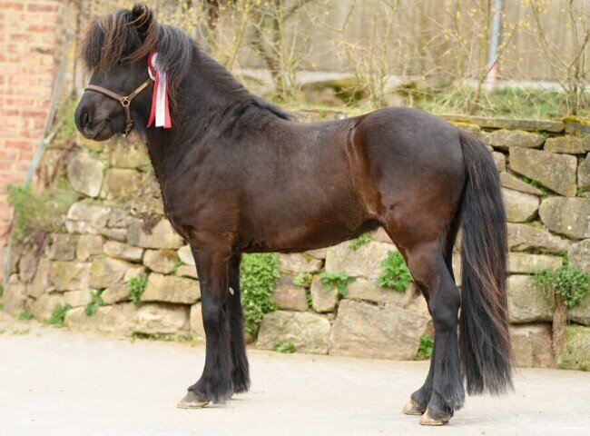 650x480-crop-90-dsc_1445_bild_u.ketter_-_hengst_von_frau_ketter