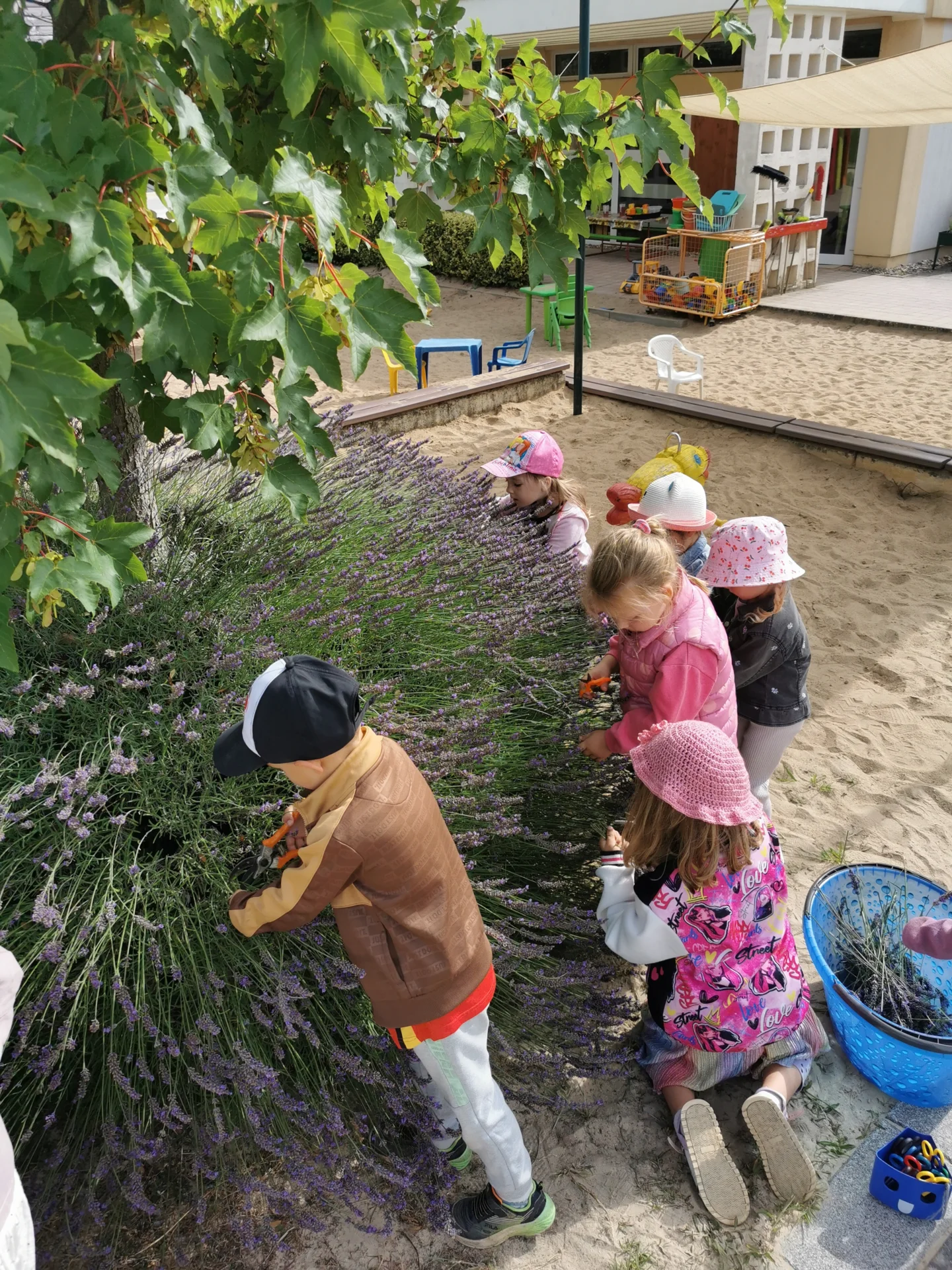 Kinder pflücken Lavendel