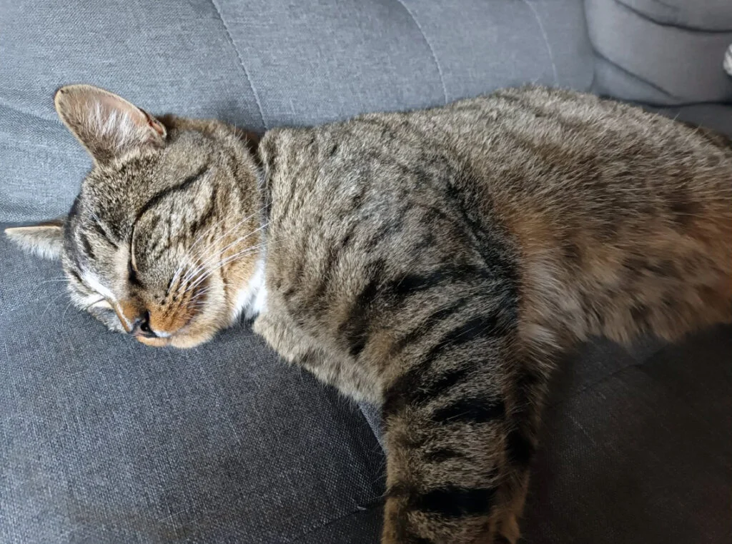 Fussel liegt auf der Couch