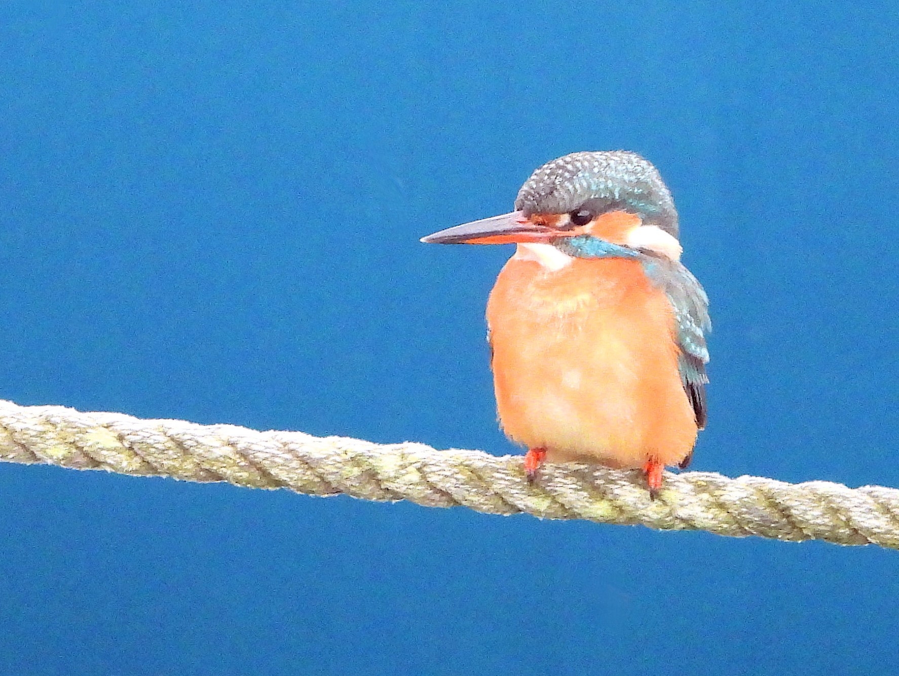 Eisvogel Foto von Bernd Klare