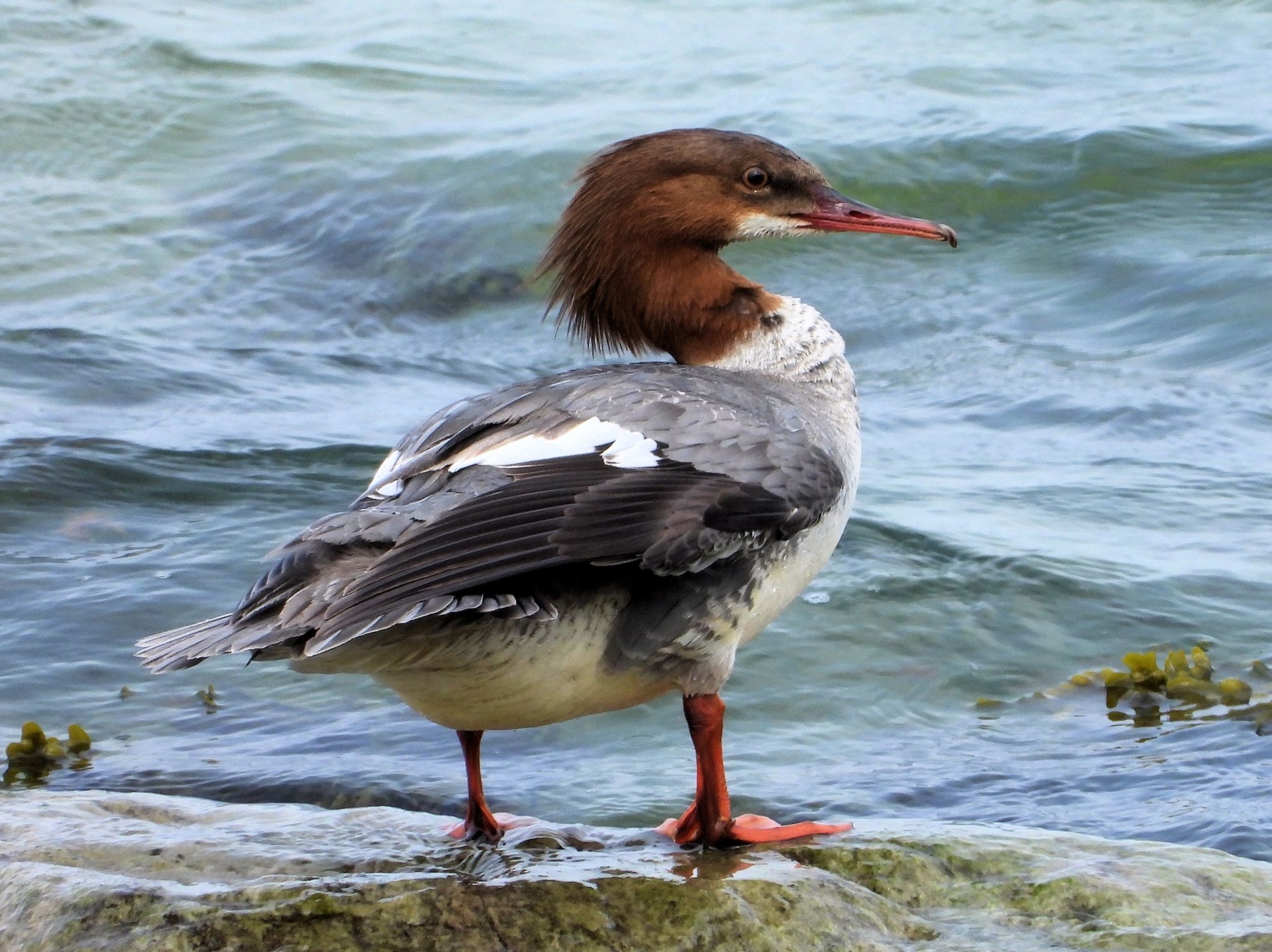 Gänsesäger Weibchen