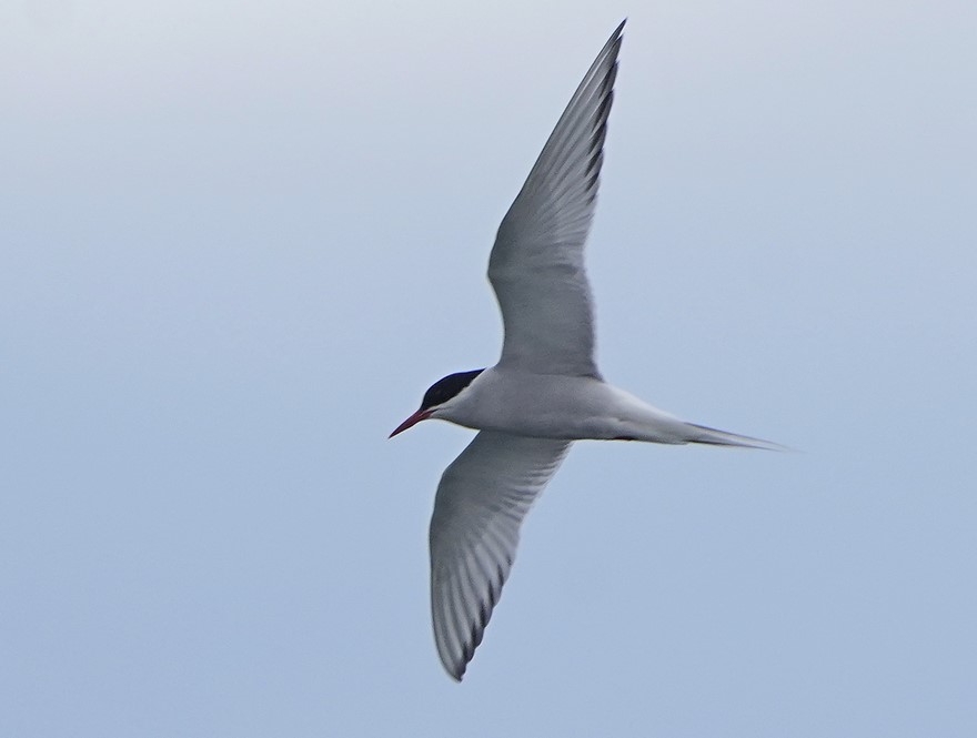 Foto Küstenseeschwalbe von Roland Neumann