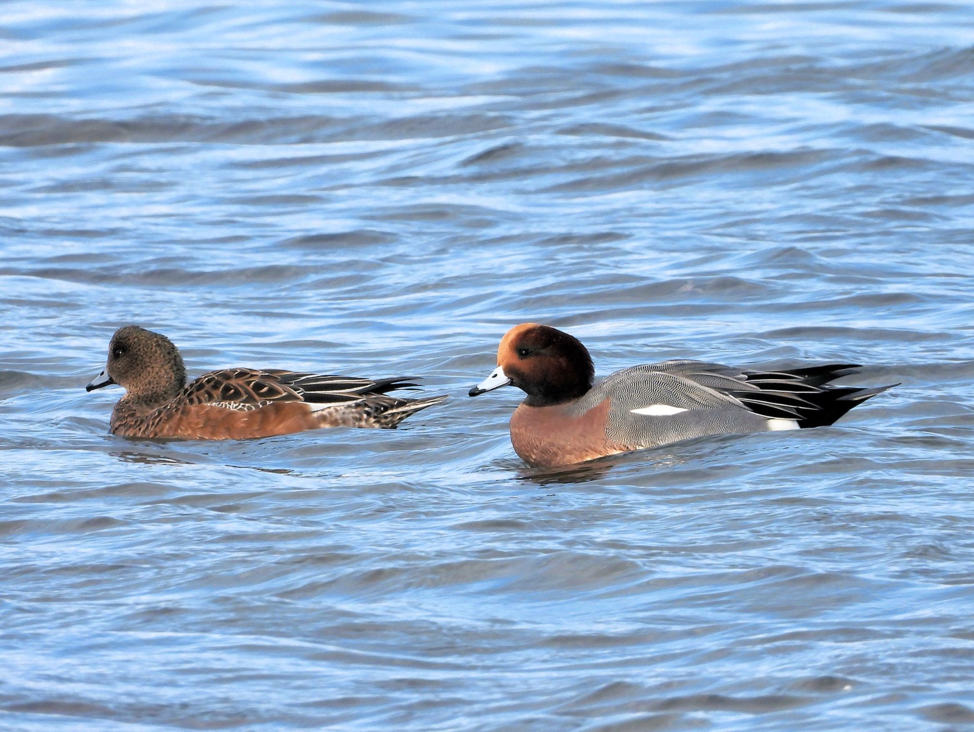 Pfeifenten, Foto: Bernd Klare