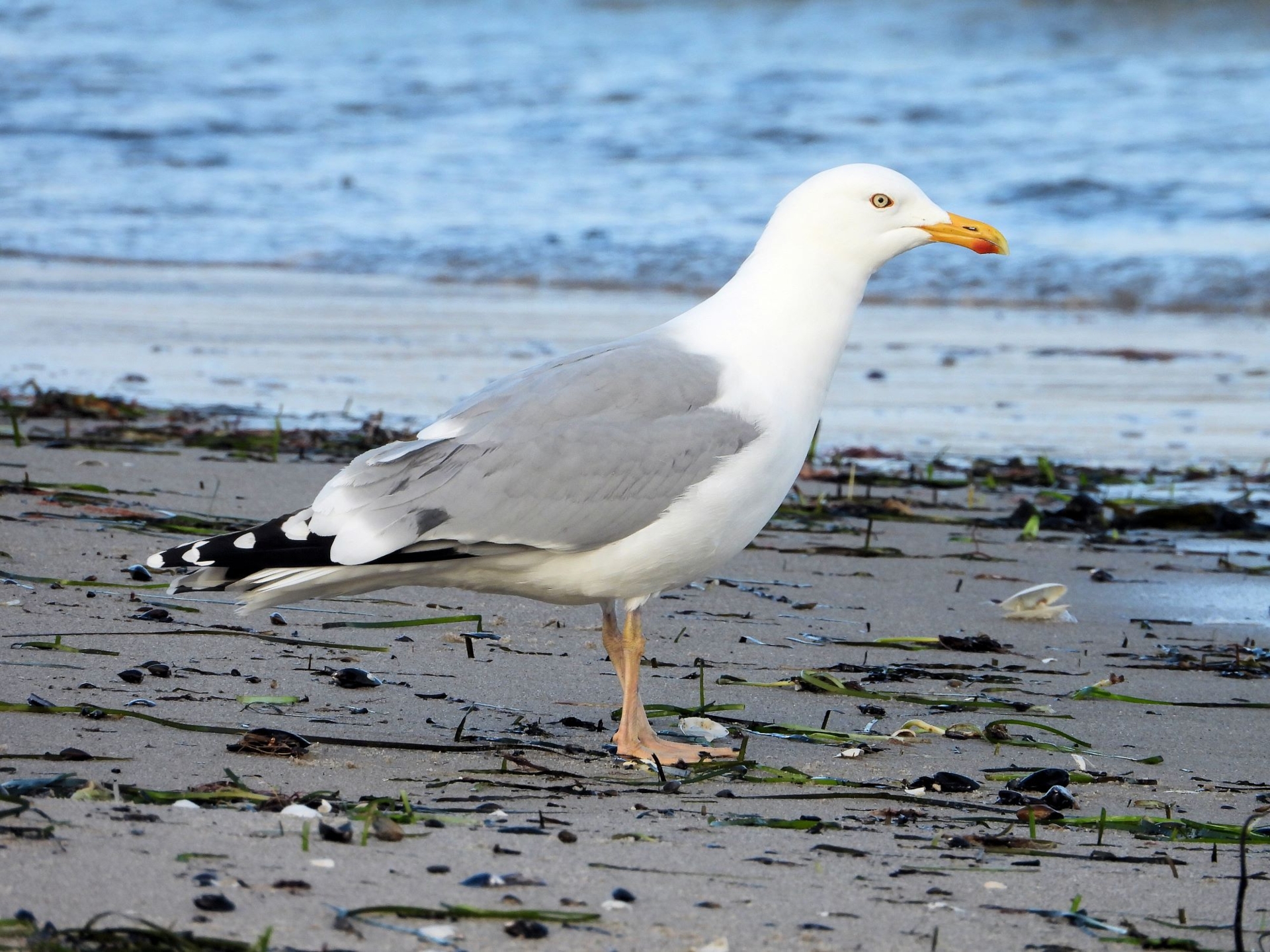 Silbermöwe, Foto: Bernd Klare