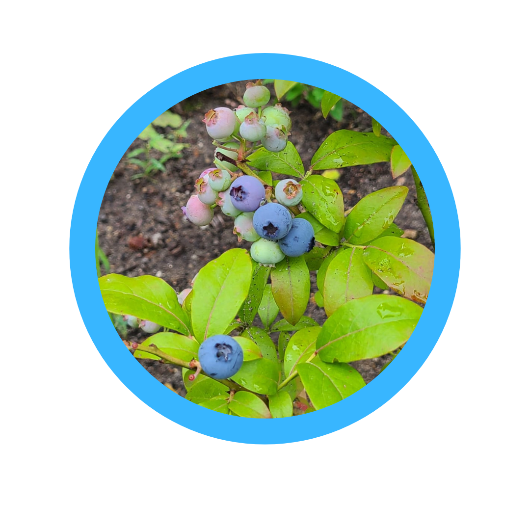 Blaubeeren