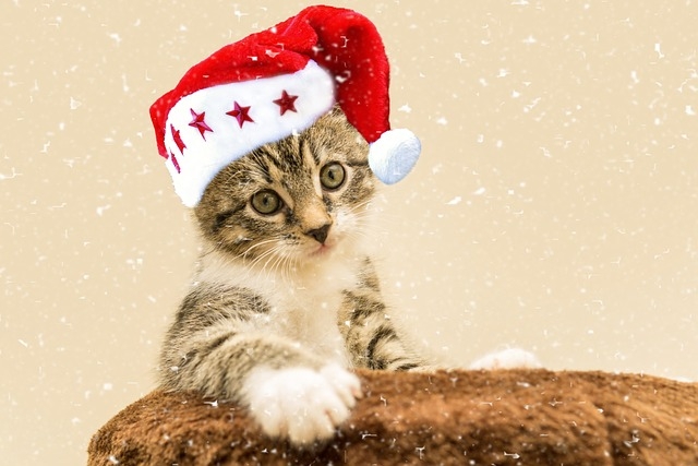 cat-4663673_640