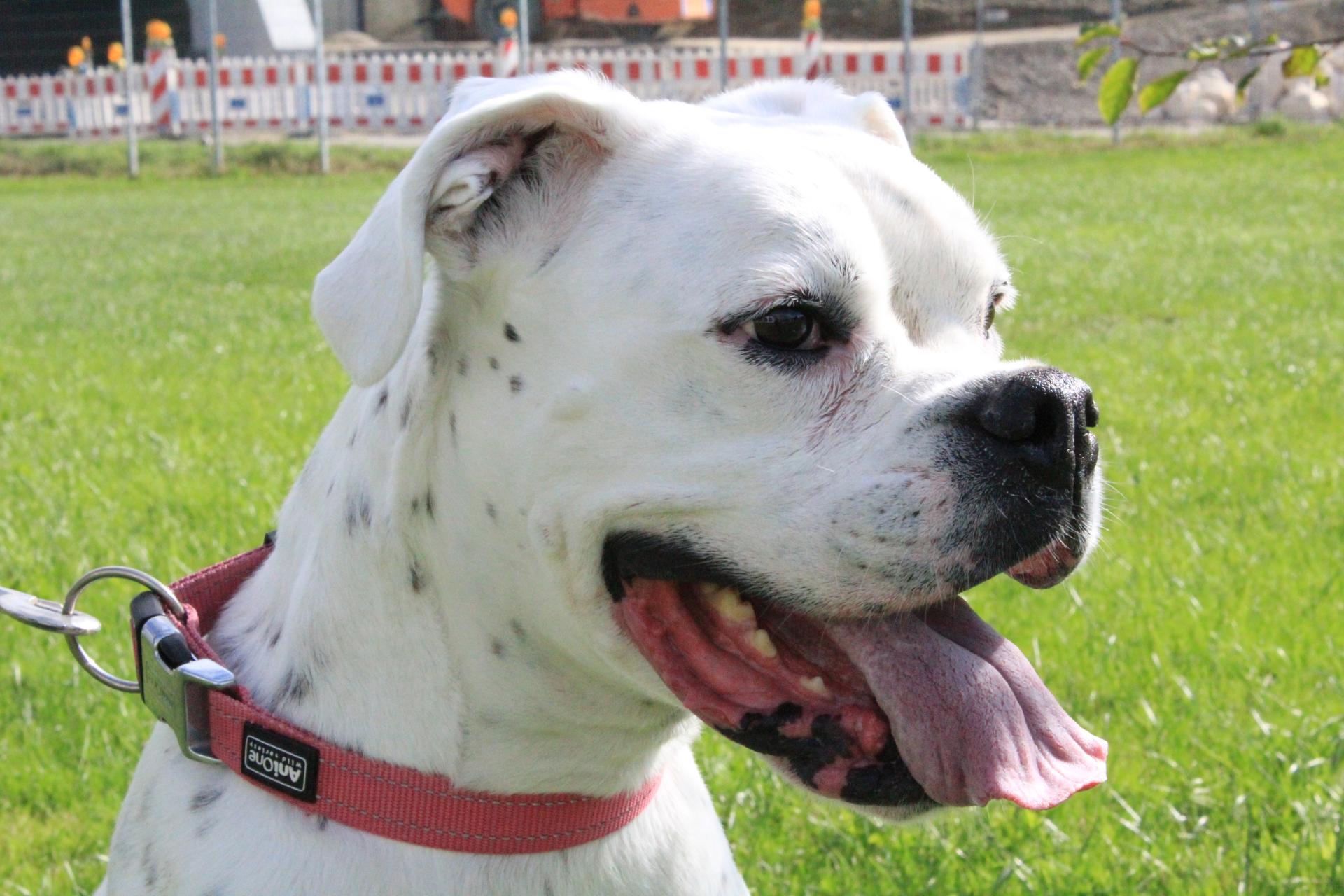Amy - Deutscher Boxer, Englische Bulldogge - Bild 1