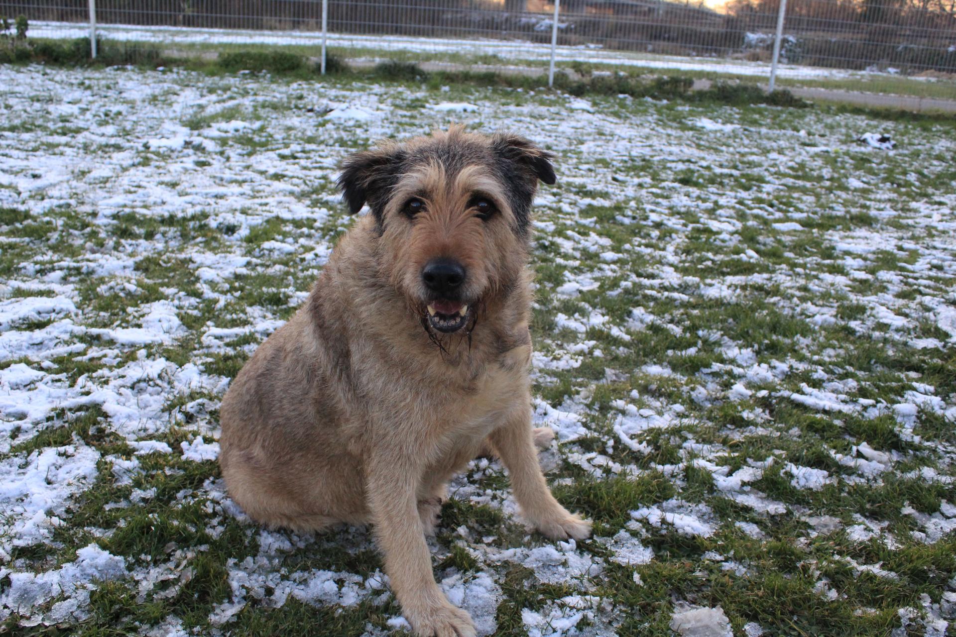 Tierschutzverein Memmingen Die Hunde im Tierheim �Am Vogelsbrunnen�