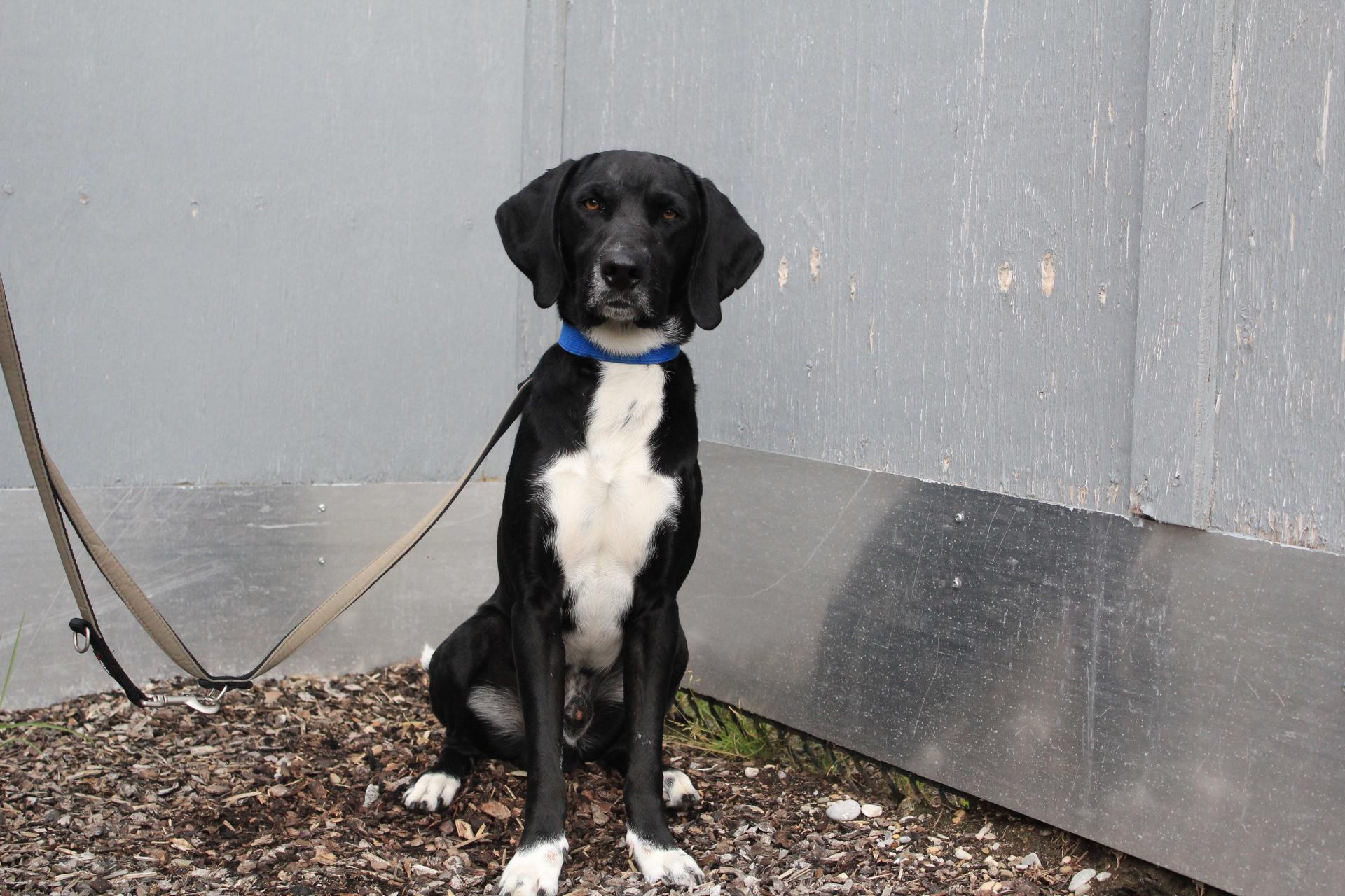 Tierschutzverein Memmingen Die Hunde im Tierheim �Am Vogelsbrunnen�