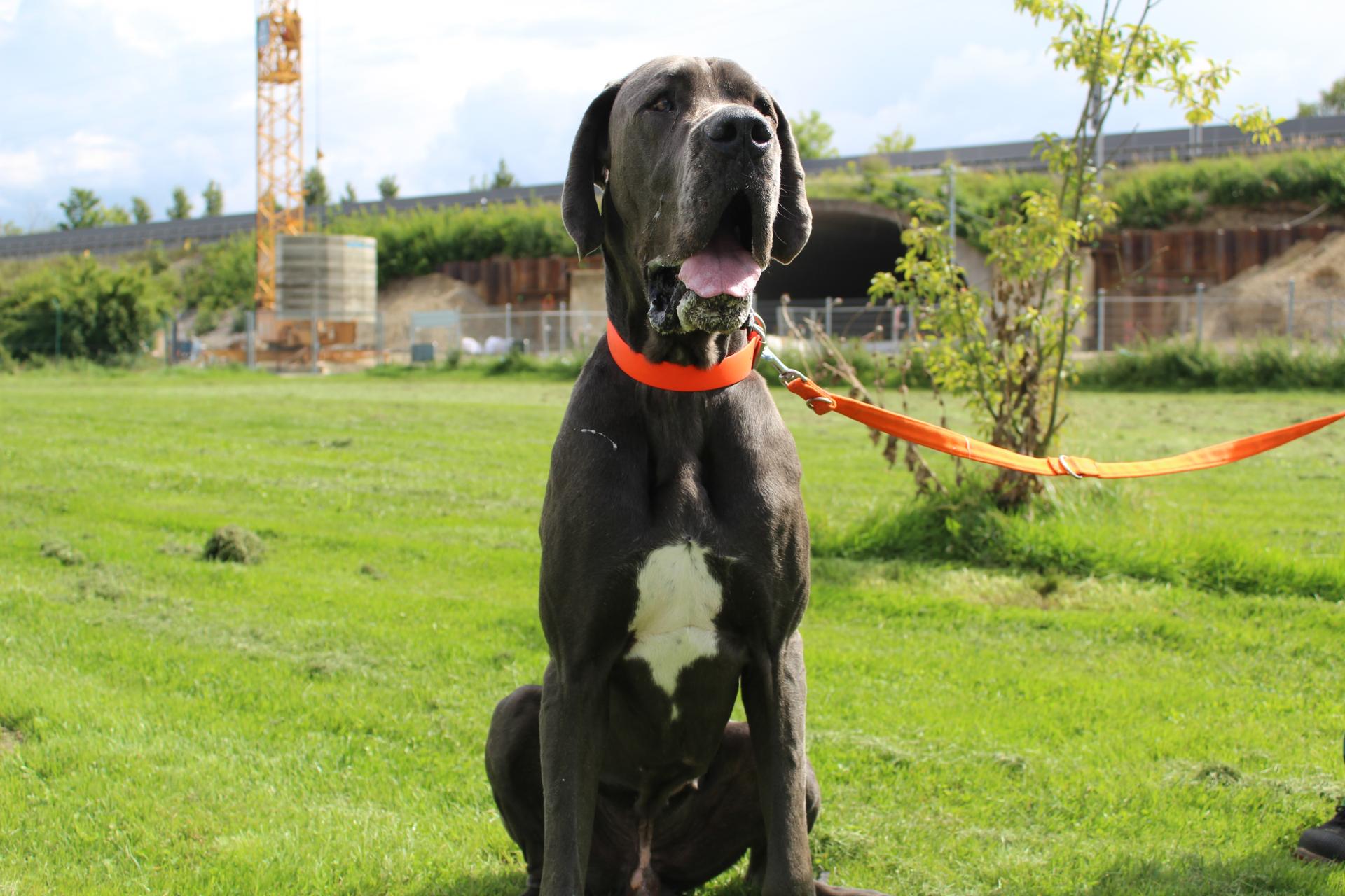 Tierschutzverein Memmingen Die Hunde im Tierheim �Am Vogelsbrunnen�