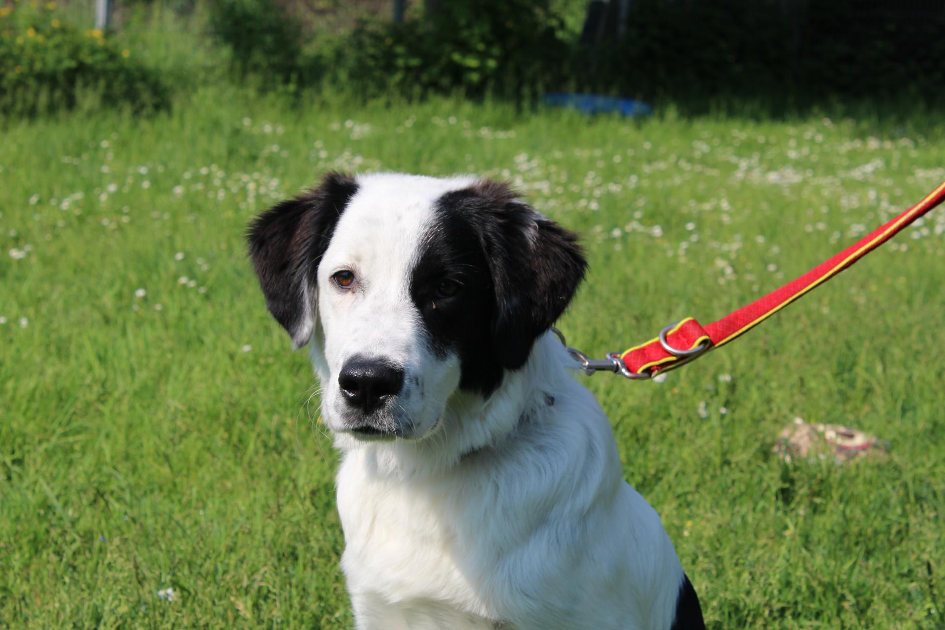 Tierschutzverein Memmingen Die Hunde im Tierheim �Am Vogelsbrunnen�