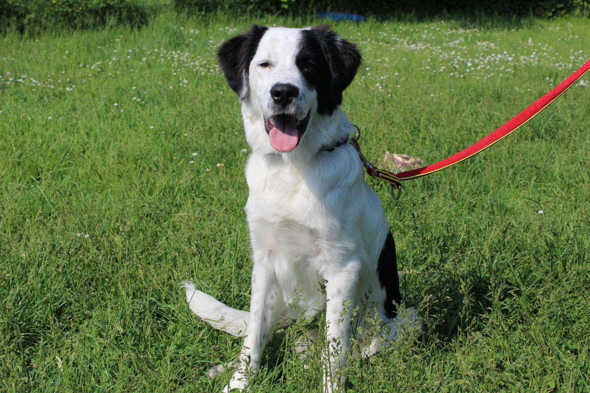 Tierschutzverein Memmingen Die Hunde im Tierheim �Am Vogelsbrunnen�