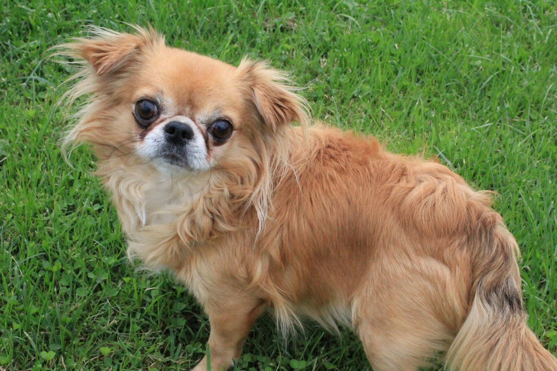 Valentino - Chihuahua - Bild 3