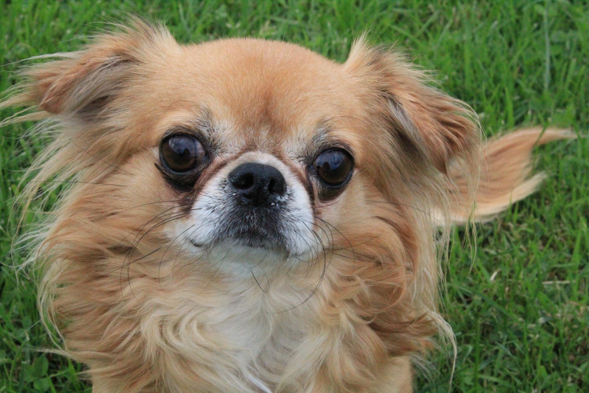 Valentino - Chihuahua - Bild 1