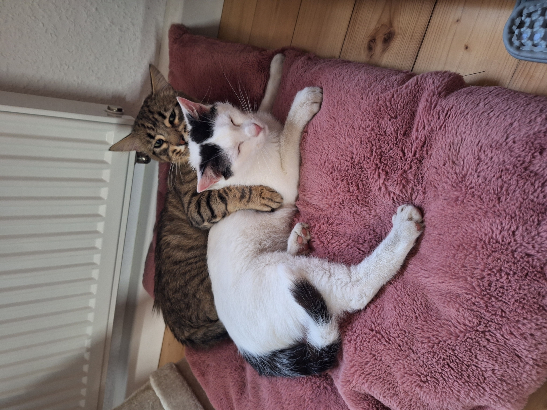Cheddar & Ceci