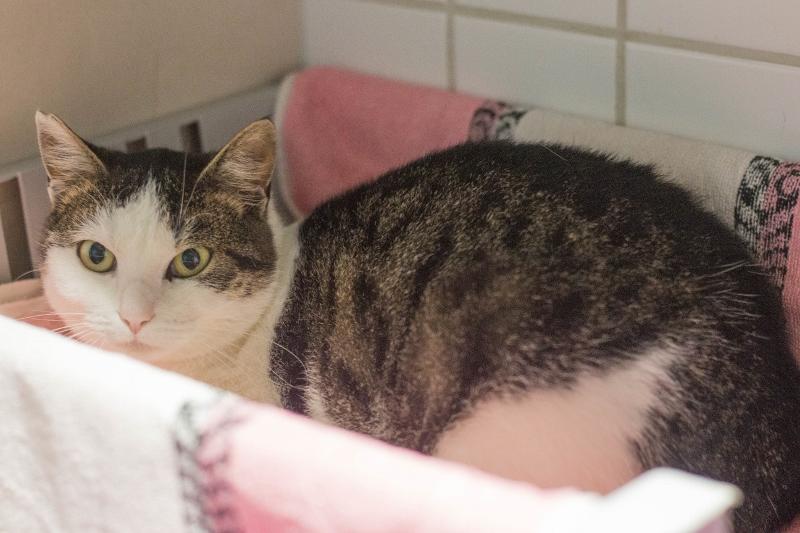 Wie Heißt Die Katze Von Hermine