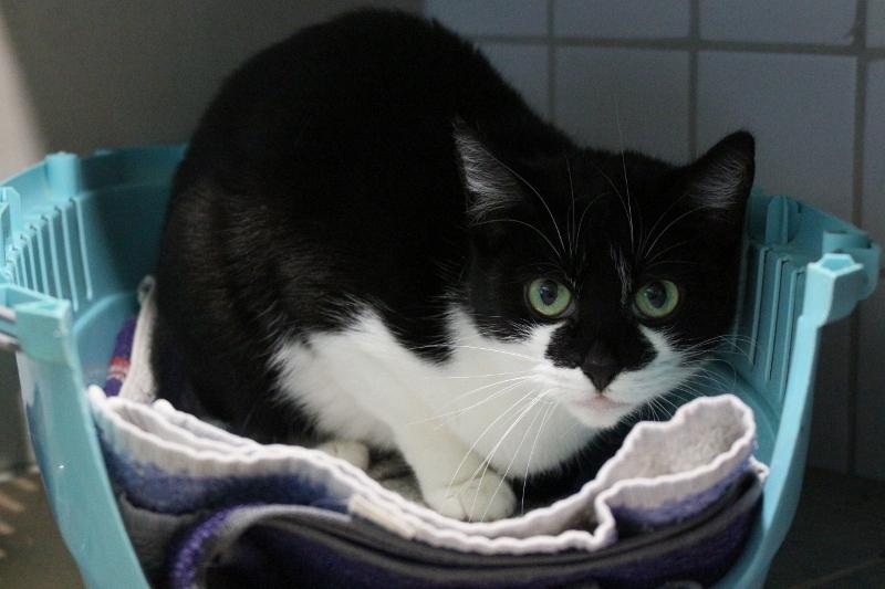Tierschutzverein Pirna u.U. e.V. - Unsere Katzen