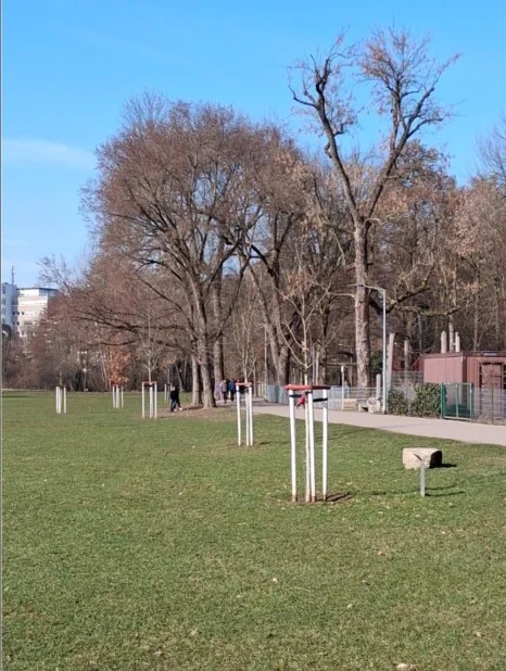 Im Jahr 2024 wurden von der Stadt Nürnberg auf der Wöhrder Wiese 15 Bäume für ihre Partnerstädte gepflanzt