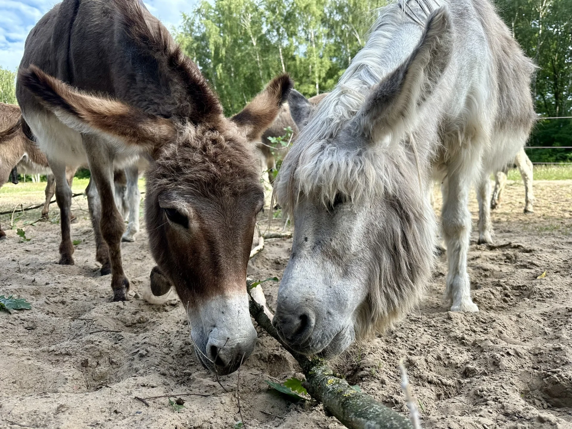 Verschiedene Zweige sollten fester Bestandteil des Futterplans sein