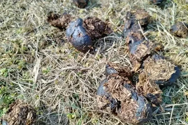 Regelmäßige Kotuntersuchungen geben Aufschluss über den Wurmbefall