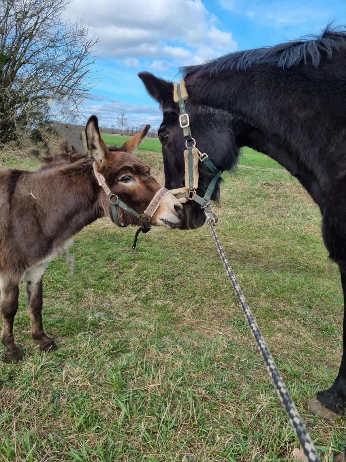 Esel und Pferde zusammen halten