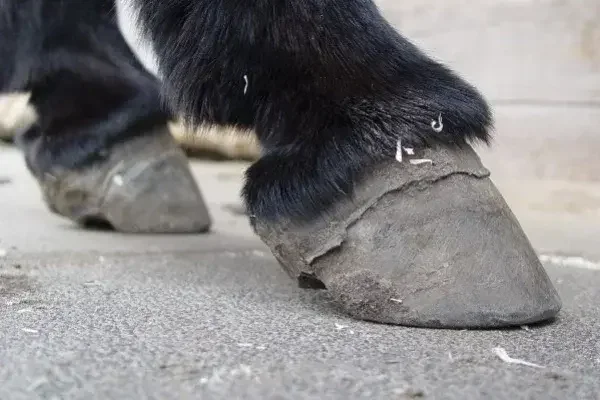 Etwa alle sechs Wochen sollten Eselhufe bearbeitet werden