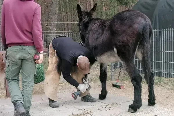 Hufbearbeitung ist komplex und erfordert Fachwissen sowie Erfahrung