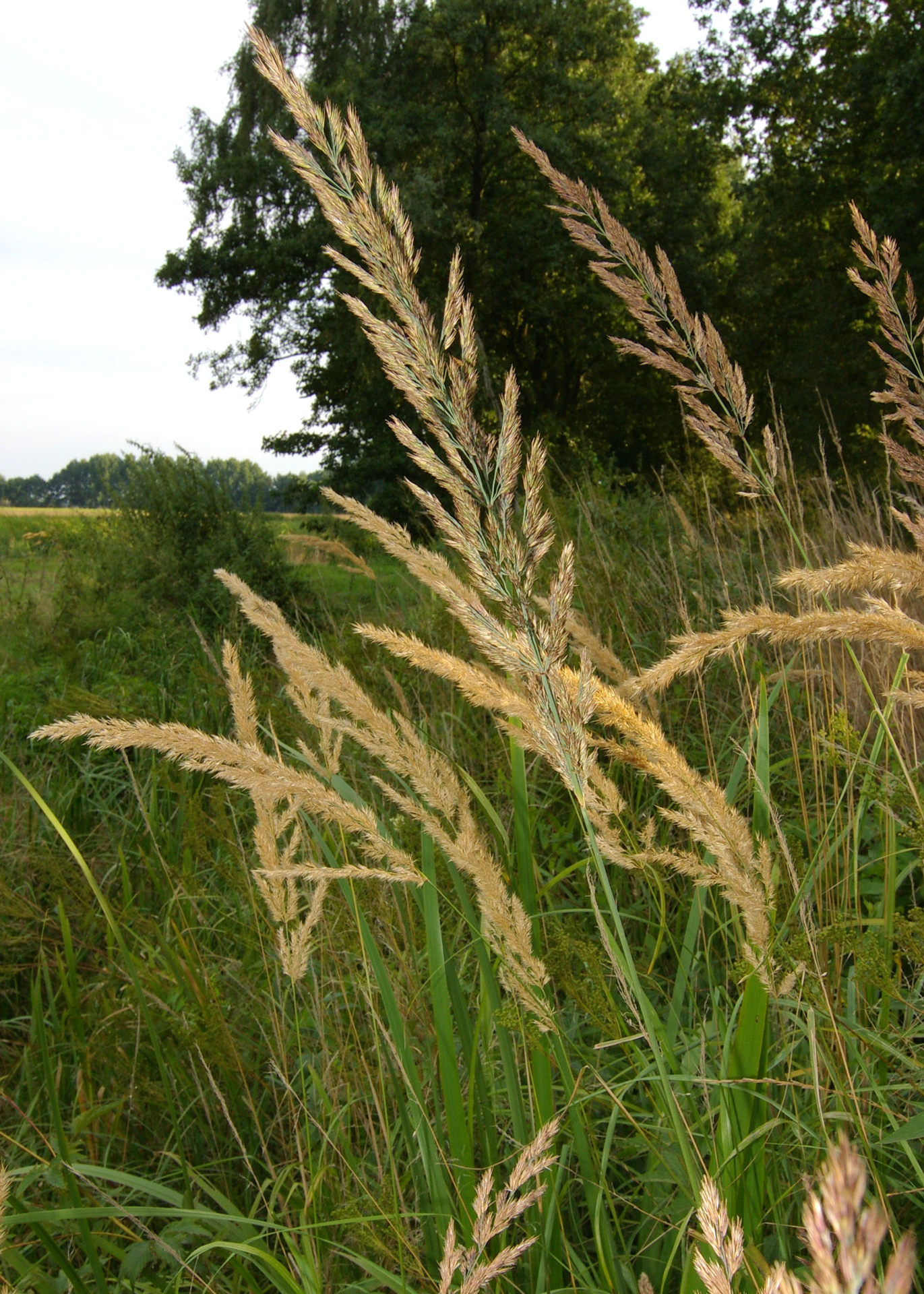 Land-Reitgras breitet sich ohne Landschaftspflege stark aus