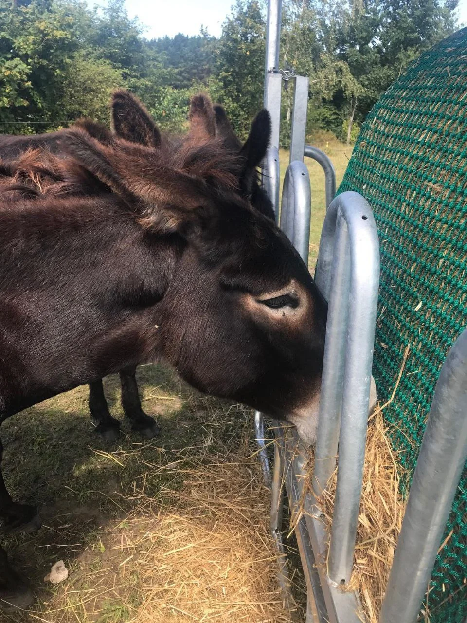 An der Raufe sollten alle Tiere Platz finden