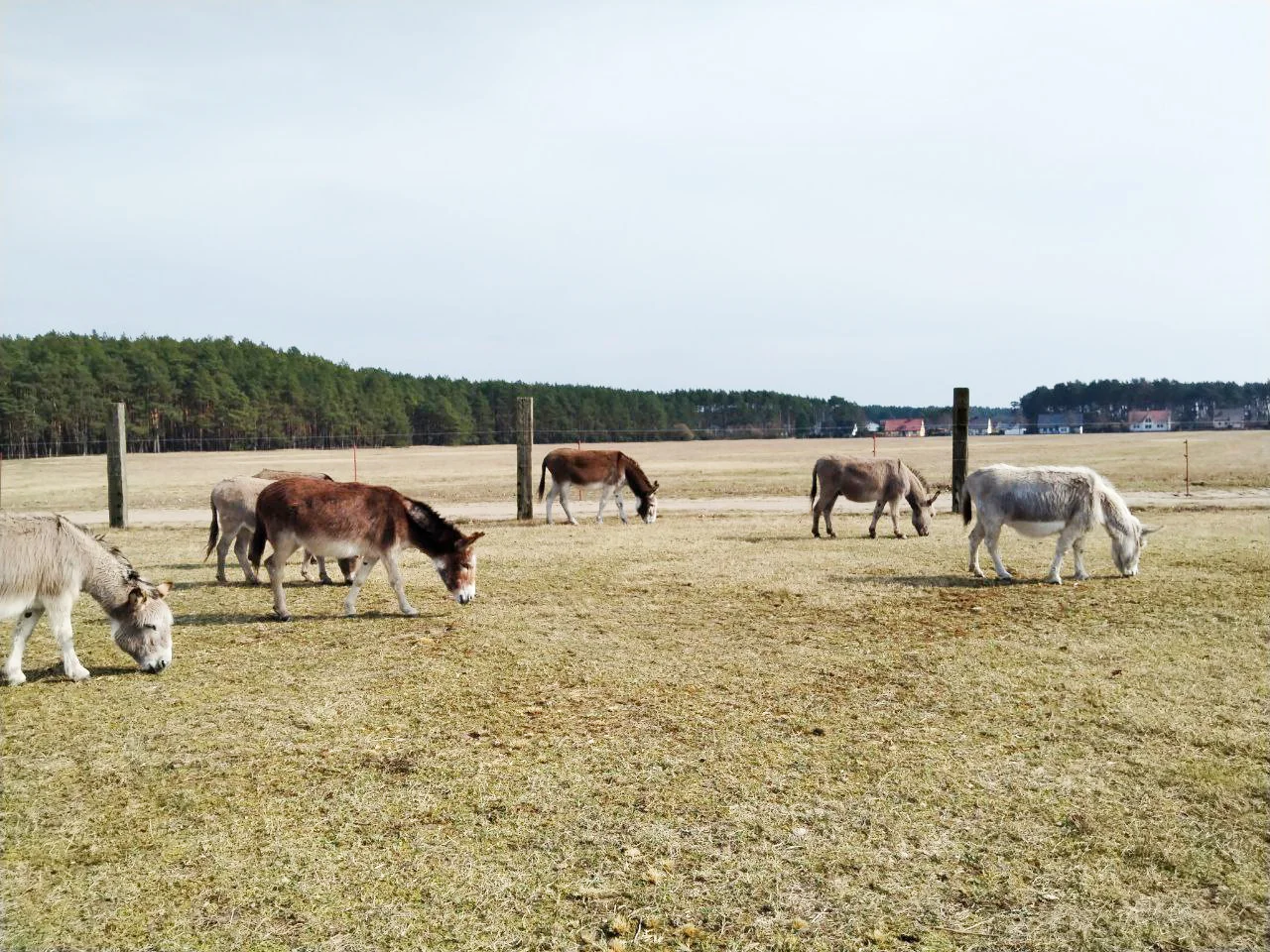 Sieben Esel auf einem Feld
