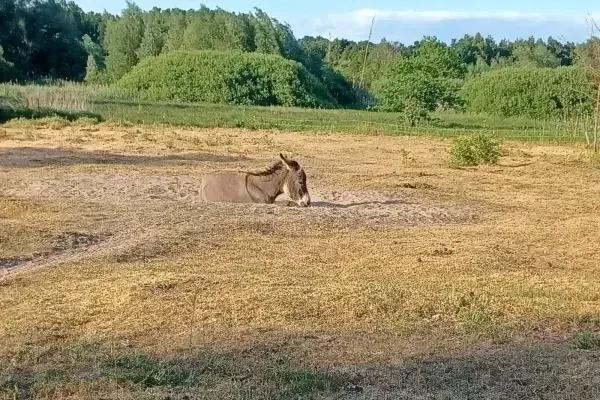 An ihren Wälzplätzen halten Esel die Fläche vegetationsfrei