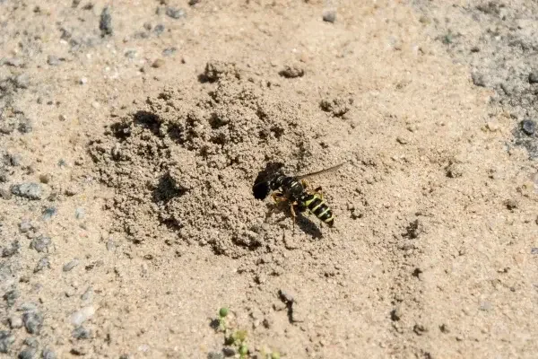 Offene Flächen fördern Lebensräume für Wildbienen und Wespen