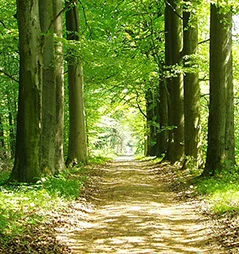 wald