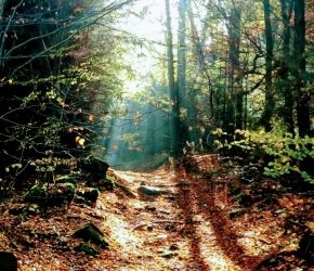 Wald
