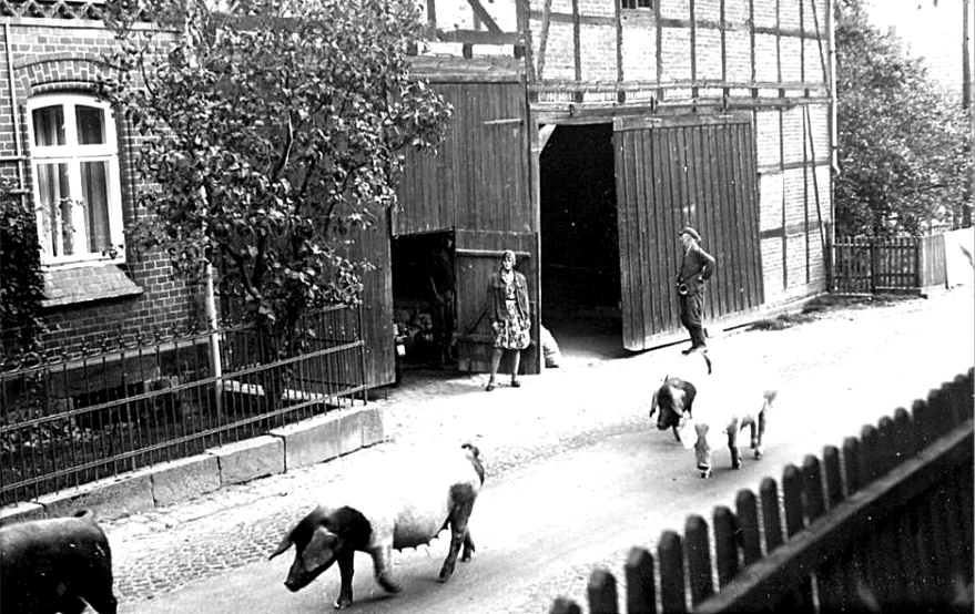 Schweinehirt