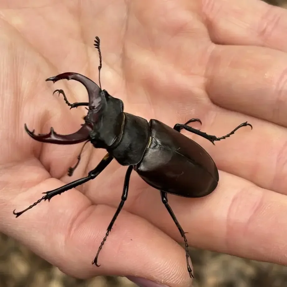 Unterricht im Wald gestalten