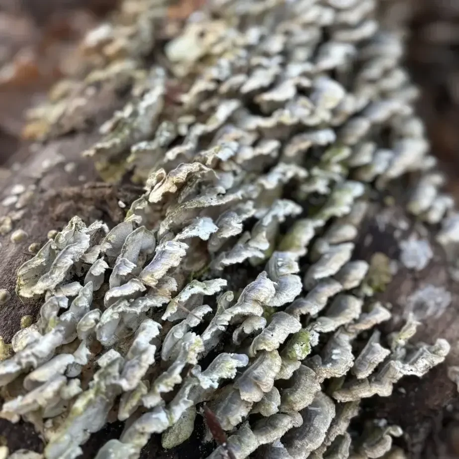 Gefahren, Risiken & Chancen im Wald